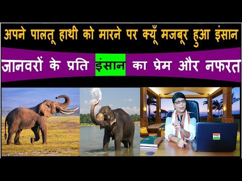 Bhavyashri News | अपने पालतू हाथी को क्यूँ मारने पर मजबूर हुआ इंसान |