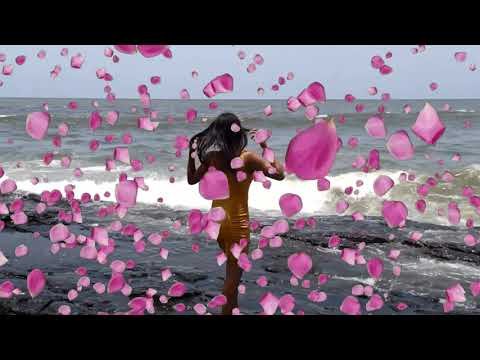 Bhavyashri News | नशीला , रसीला गुलाब जो आपको करे तरोताजा | Bhavyashri News